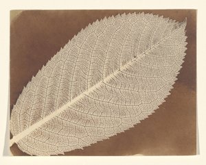  - William Henry Fox Talbot