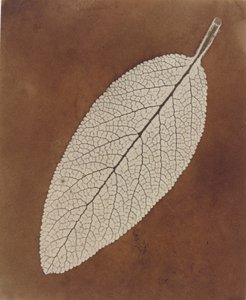Étude de feuille