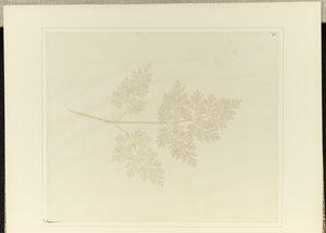 Feuille d