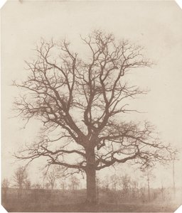 Chêne - William Henry Fox Talbot