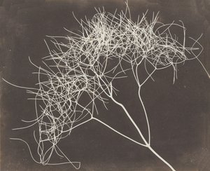 [Fenouil sauvage], 1841-42