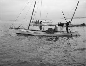 Dragage des huîtres, c.1890-1910 - William Henry Jackson