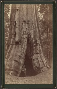 Cabane Smiths - William Henry Jackson