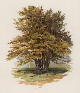 Arbres : Le hêtre - William Henry James (after) Boot