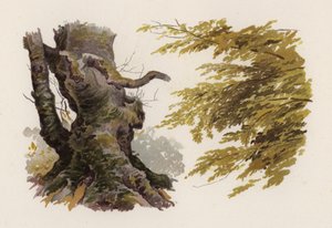 Arbres : Le Hêtre (lithographie en couleur)