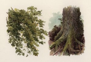 Arbres : L