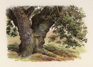 Arbres : Le Chêne - William Henry James (after) Boot