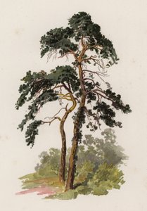 Arbres : Le pin écossais - William Henry James (after) Boot