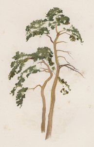 Arbres : Le Pin d