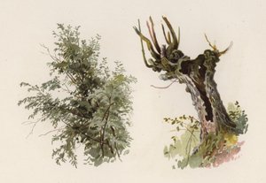 Arbres : Le saule