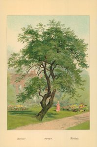 Acacia - William Henry James Boot