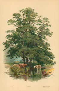 Aulne - William Henry James Boot