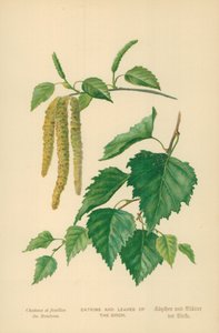 Chatons et feuilles de bouleau - William Henry James Boot