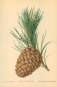 Cône de pin parasol