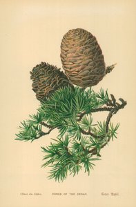 Cônes de cèdre