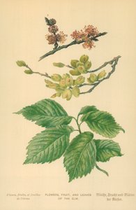 Fleurs, fruits et feuilles de l