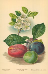 Fleurs et fruits de prunier