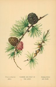 Fleurs et fruits du mélèze