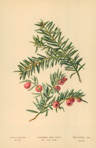 Fleurs et fruits de l