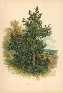 Houx
