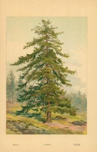 Mélèze