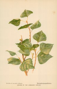 Feuilles du peuplier de Lombardie - William Henry James Boot