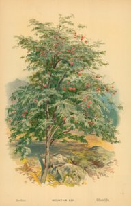 Frêne de montagne - William Henry James Boot