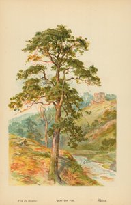 Pin sylvestre - William Henry James Boot