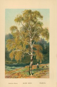 Bouleau argenté - William Henry James Boot