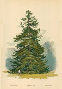 Sapin - William Henry James Boot