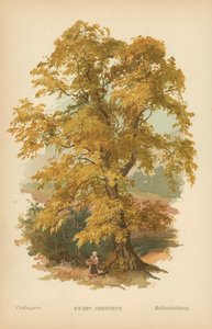 Châtaignier doux