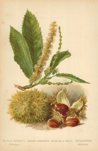 Châtaignier, Fleur et Fruit