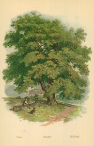 Noyer
