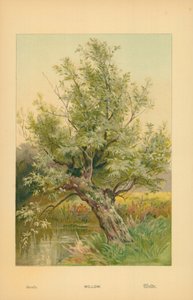 Saule
