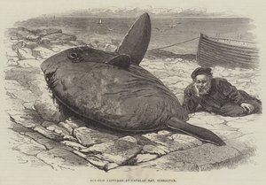 Poisson-lune capturé à Catalan Bay, Gibraltar - William Henry Pike
