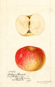 Pommes préférées de Shelleys (Malus domestica) (aquarelle) - William Henry Prestele
