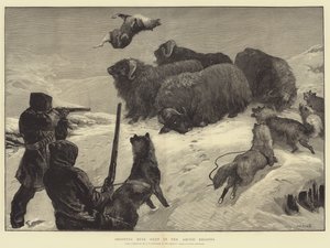Chasse aux bœufs musqués dans les régions arctiques