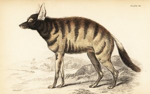 Protèle, Proteles cristata (Proteles lalandii, Viverra hyaenoides) - William Home Lizars