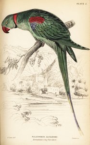 Perruche alexandrine ou perroquet alexandrin, Psittacula eupatria - William Home Lizars