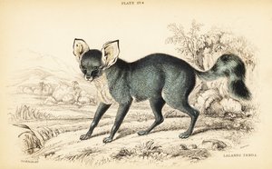 Renard à oreilles de chauve-souris, Otocyon megalotis (Zerda de Lalande, Agriodus auritus) - William Home Lizars