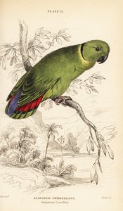 Inséparable à collier noir, Agapornis swindernianus - William Home Lizars