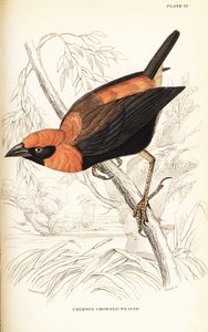Euplecte à ailes noires, Euplectes hordeaceus (Tisserin à couronne cramoisie, Euplectes flammiceps) - William Home Lizars