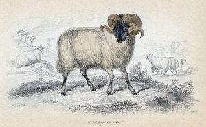 Bélier à face noire, milieu du 19ème siècle