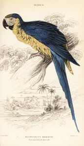 Ara bleu et jaune ou ara bleu et or, Ara ararauna - William Home Lizars