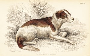 Chien sanglier d