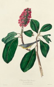 Gobemouche de Bonaparte - William Home Lizars