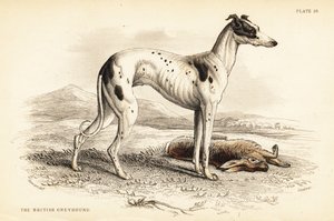 Lévrier britannique, Canis lupus familiaris (Canis leporarius) - William Home Lizars