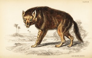 Hyène brune ou loup de mer, Hyaena brunnea (Hyaena fusca) - William Home Lizars