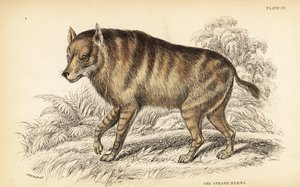 Hyène brune ou strandwolf, Hyaena brunnea - William Home Lizars
