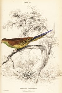 Perruche ondulée, Melopsittacus undulatus - William Home Lizars